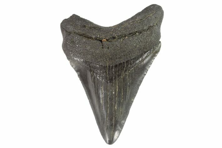 Juvenile Megalodon Tooth - Georgia #90739
